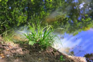 Bright green grass close-up against of the water